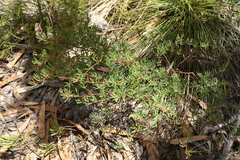 Gompholobium virgatum