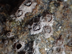 Austrominius modestus