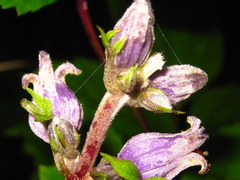 Clematis heracleifolia