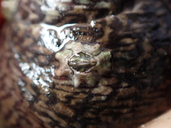 Austrominius modestus