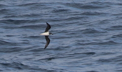 Pterodroma mollis