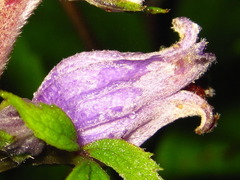 Clematis heracleifolia