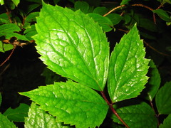 Clematis heracleifolia