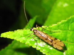 Panorpa kongosana