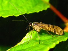 Panorpa kongosana