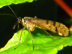 Panorpa kongosana