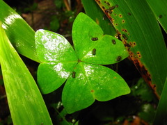 Oxalis obtriangulata