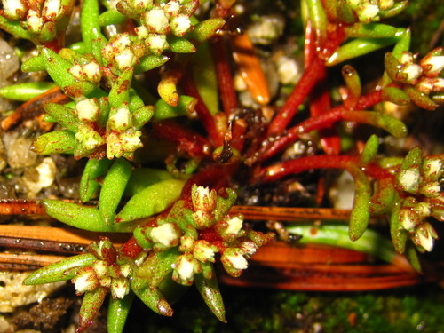 Meterostachys sikokianus iNat (3)