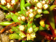 Meterostachys sikokianus