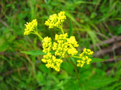 Patrinia scabiosifolia
