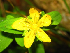 Hypericum erectum