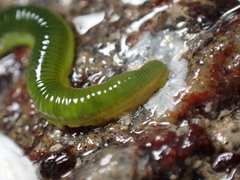 Eulalia clavigera