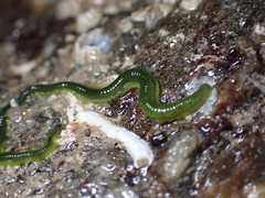 Eulalia clavigera