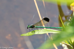 Calopteryx dimidiata