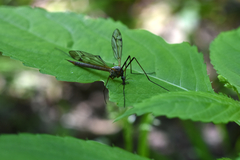 Diptera