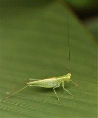 Austrophlugis orumbera