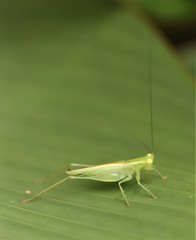 Austrophlugis orumbera