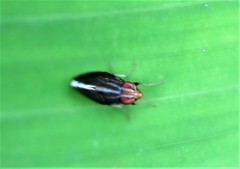 Cephaloconus cyprinus