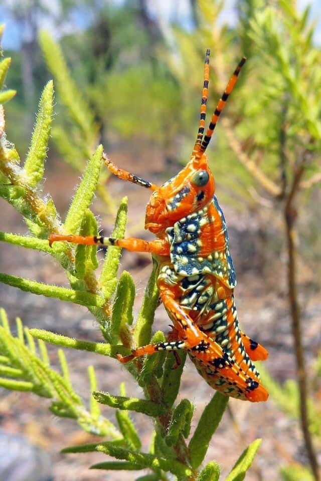 Leichhardt's grasshopper in October 2021 by kingbrown87. About 20 ...