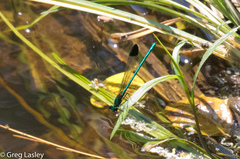 Calopteryx dimidiata