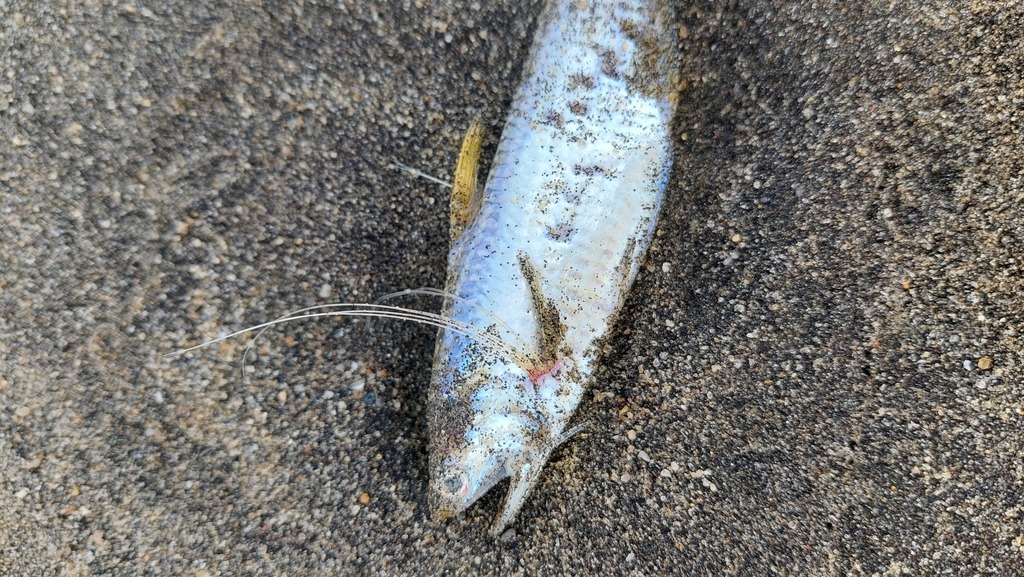 Osbeck's Grenadier Anchovy