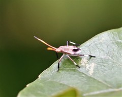 Poecilometis strigatus