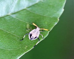Poecilometis strigatus