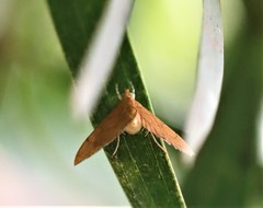 Protonoceras mitis
