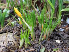 Crocus ancyrensis