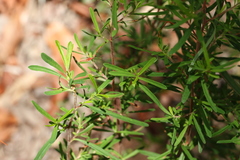 Hibbertia salicifolia
