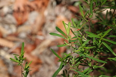 Hibbertia salicifolia