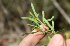 Hibbertia salicifolia
