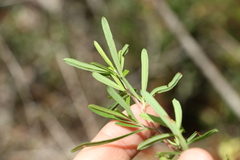 Hibbertia salicifolia