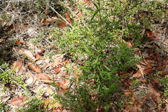 Hibbertia salicifolia