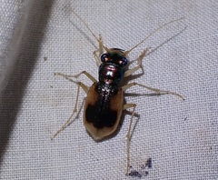 Australicapitona crucigera