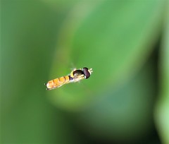 Episyrphus viridaureus