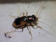 Australicapitona crucigera