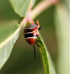 Ellipsidion reticulatum