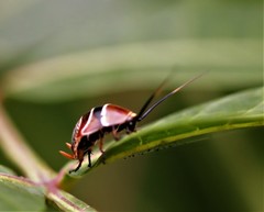 Ellipsidion reticulatum