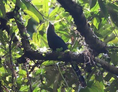 Phaenicophaeus sumatranus