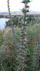 Echium glomeratum