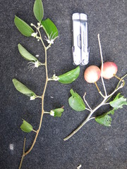 Capparis quiniflora