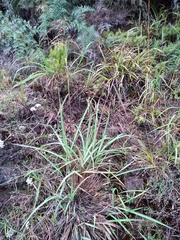 Miscanthus nepalensis