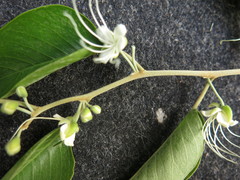 Capparis quiniflora