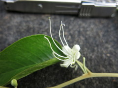 Capparis quiniflora