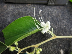 Capparis quiniflora