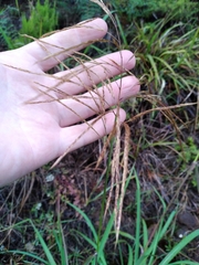 Miscanthus nepalensis