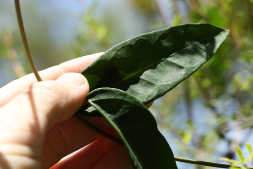 Image of Leichhardtia fraseri by (c) Greg Tasney, some rights reserved (CC BY-SA)