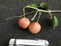 Capparis quiniflora