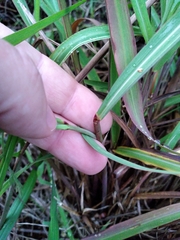 Miscanthus nepalensis